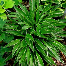 Хоста гибридная Стилетто