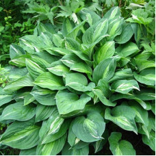 Хоста гибридная Стриптиз