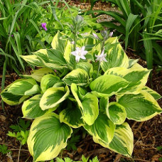 Хоста гибридная Твилайт