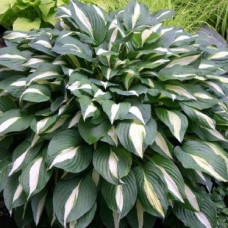 Хоста гибридная Вайт Бикини