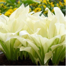 Хоста гибридная Вайт Фезер