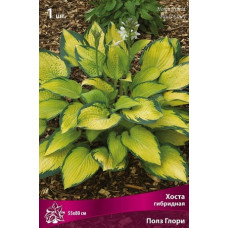 Хоста гибридная Полз Глори