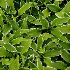 Хоста волнистая Альбомаргината