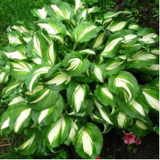 Хоста волнистая Медиовариегата