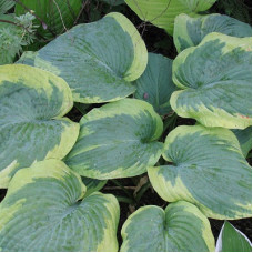 Хоста Зибольда Фрэнсис Вилльямс