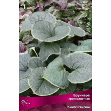 Бруннера Кингс Рэнсом (крупнолистная)