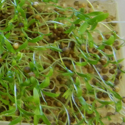 Семена микрозелени Кинза (10 г)