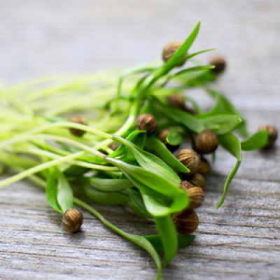 Семена микрозелени Кориандр овощной (Кинза) (8 г)