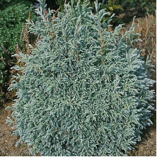 Кипарисовик горохоплодный Бэби Блю