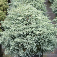 Кипарисовик горохоплодный Бульвар