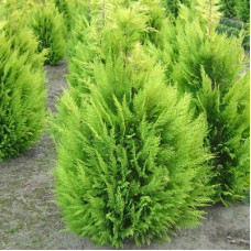 Кипарисовик Лавсона Ивонне