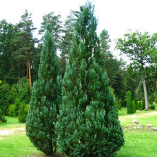 Кипарисовик Лавсона Колумнарис