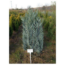 Кипарисовик Лавсона Пелтс Блу