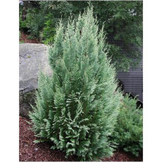 Кипарисовик Лавсона Вайт Спот