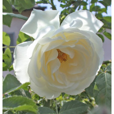 Роза плетистая Клайминг Айсберг