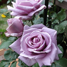 Роза плетистая Клайминг Блю Мун