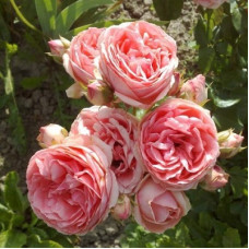 Роза плетистая Клайминг Кимоно