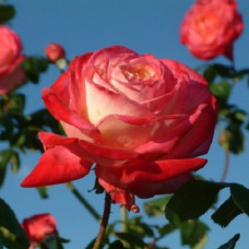 Роза плетистая Клайминг Рина Херхолдт