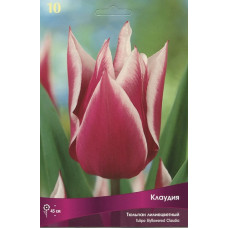 Тюльпан Клаудия