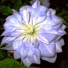  Клематис Даймонд Болл (крупноцветковый) (Серия ЛЮКС)
