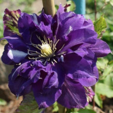 Клематис Даниэль Деронда (крупноцветковый)