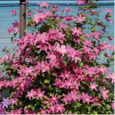 Клематис Данута (крупноцветковый)