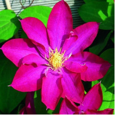 Клематис Какио (крупноцветковый)