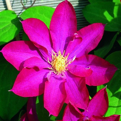 Клематис Какио (крупноцветковый)