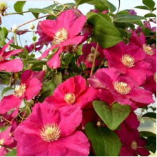 Клематис Эрнест Макхем (крупноцветковый)