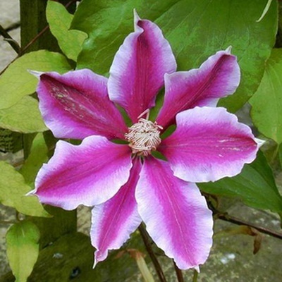 Клематис Карнаби (крупноцветковый)
