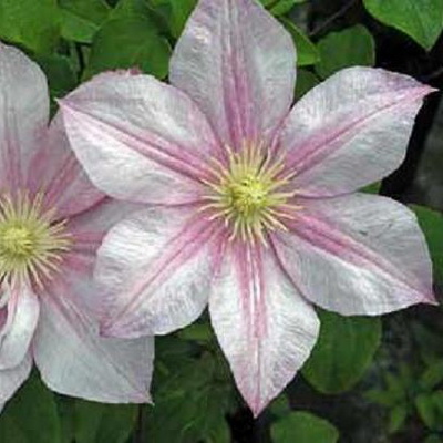 Клематис Каролина (крупноцветковый)