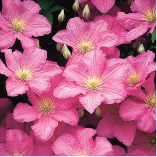 Клематис Комтис де Бушо (крупноцветковый)