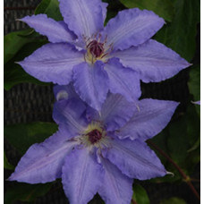 Клематис Лаура  (крупноцветковый)