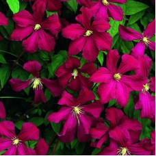 Клематис Мадам Джулия Корревон (крупноцветковый)