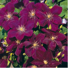 Клематис Монте Казино (крупноцветковый)