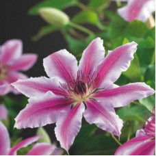 Клематис Нелли Мозер (крупноцветковый)