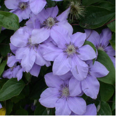 Клематис Рамона  (крупноцветковый)
