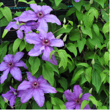 Клематис Симпатия (крупноцветковый)