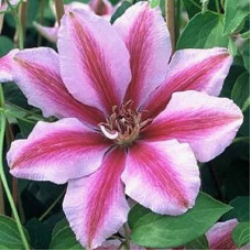 Клематис Малая Гарнет (крупноцветковый)