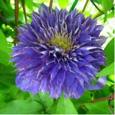 Клематис Мульти Блю (крупноцветковый)