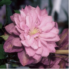 Клематис Протеус (крупноцветковый)