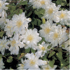 Клематис Сильвия Денни (крупноцветковый)