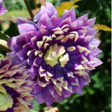 Клематис Тайга (крупноцветковый) Серия ЛЮКС