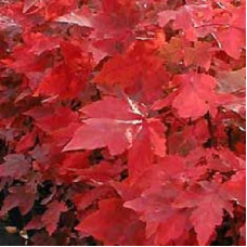 Клен красный Рубрум