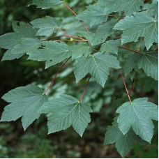 Клен ложноплатановый Атропурпуреум