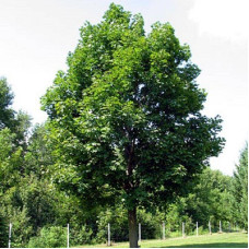 Клен остролистный