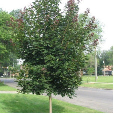 Клен остролистный Дебора