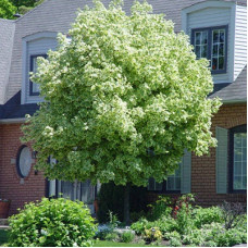 Клен остролистный Друммонди