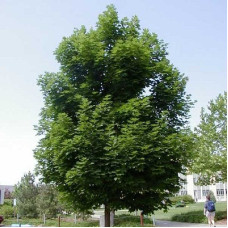 Клен остролистный Эмералд Квин