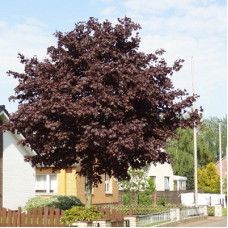 Клен остролистный Фассен Блек